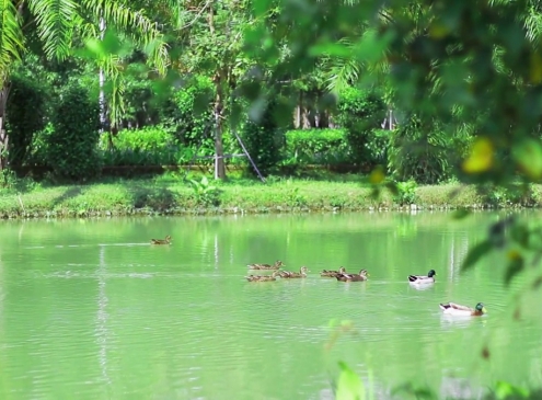 Khoảnh khắc yên bình tại Ecogarden