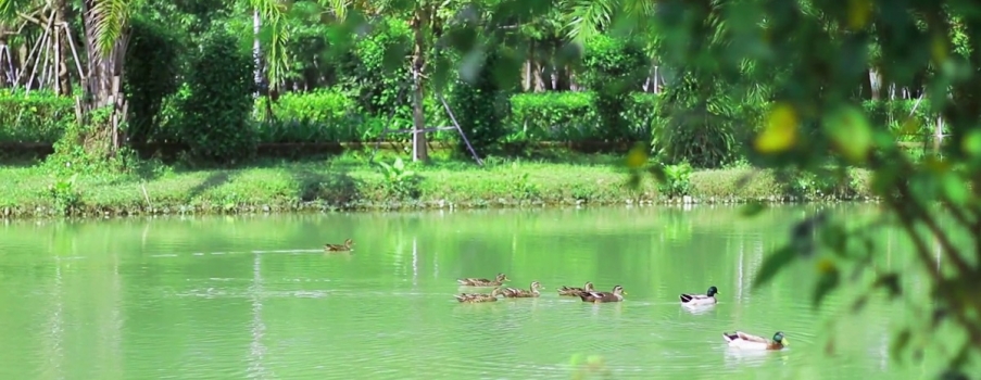 Khoảnh khắc yên bình tại Ecogarden