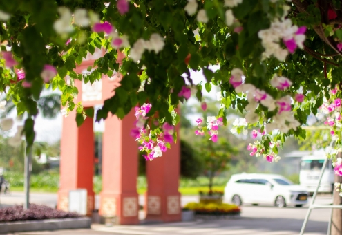 Hoa giấy chạm ngõ Ecogarden