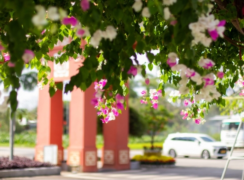 Hoa giấy chạm ngõ Ecogarden