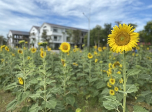 Như hoa hướng dương