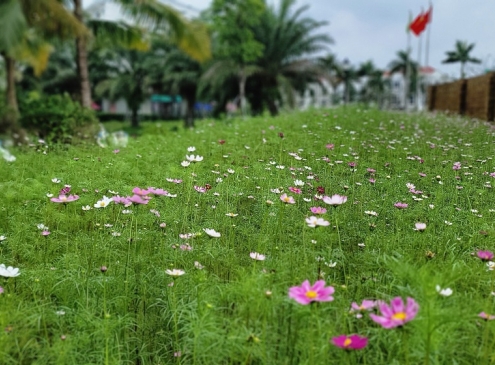 NHỮNG SẮC HOA VƯỜN ECOGARDEN